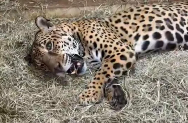 Onça-pintada passa por transfusão inédita em Botucatu