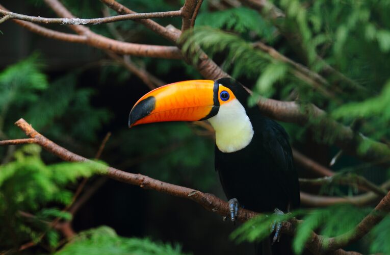 Ciclo de palestras na Unesp aborda ferramentas modernas para proteção da fauna