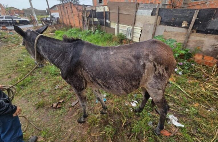 Polícia e Canil Municipal resgatam mula em situação de maus-tratos em Rubião Júnior