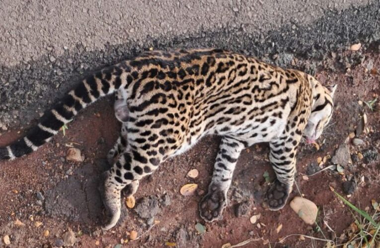 Jaguatirica é encontrada morta após atropelamento em estrada rural de Botucatu