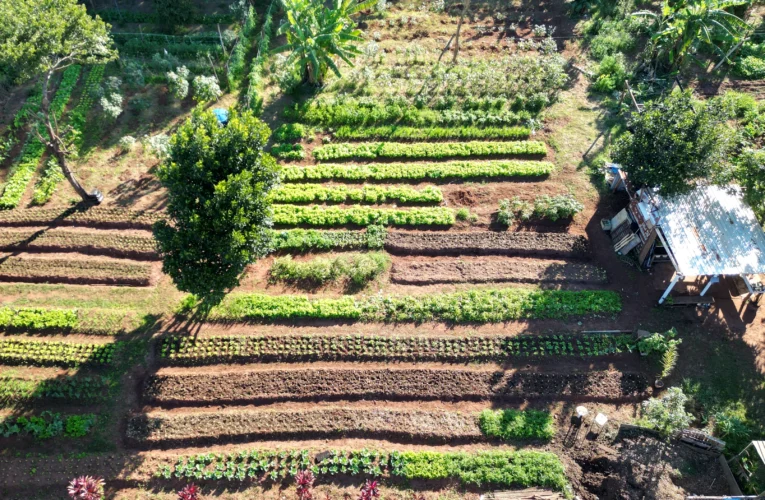 Botucatu mantém 16 hortas comunitárias em atividade e amplia produção local
