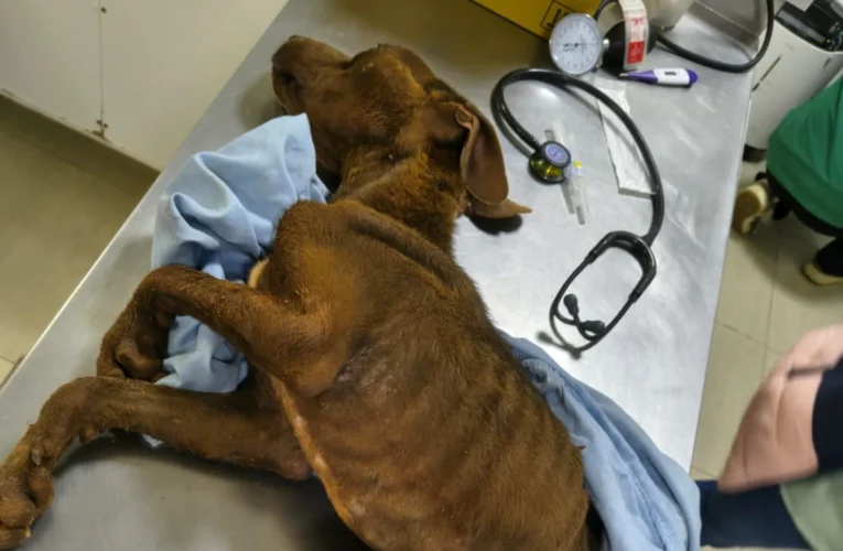 Cadela é resgatada em ação conjunta da DEPA e Departamento de Proteção Animal