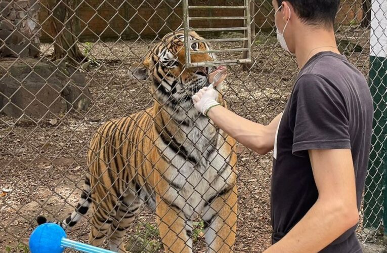 Pesquisa de egresso da Unesp ajuda a melhorar manejo de tigres em cativeiro